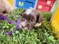 Choc Parti boy (lime), a male Yorkipoo and Havanese for sale in Patriot, OH – 5 of 10