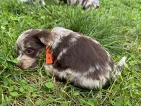 Choc Merle Tuxedo (orange), a female Yorkshire Terrier and Havapoo for sale in Patriot, OH – 8 of 10