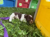 Choc Parti boy (lime), a male Yorkipoo and Havanese for sale in Patriot, OH – 3 of 10