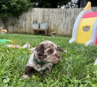 Choc Merle Tuxedo Boy (Dk green)), a male Yorkshire Terrier and Poodle - Toy  for sale in Patriot, OH – 2 of 10