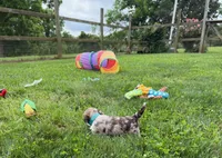 Choc Merle Tuxedo Boy (Dk green)), a male Yorkshire Terrier and Poodle - Toy  for sale in Patriot, OH – 4 of 10