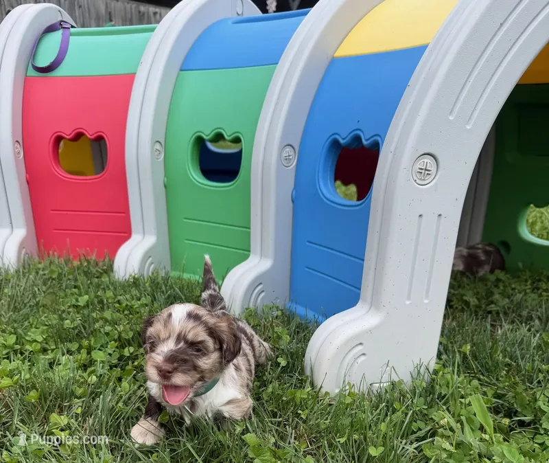 Choc Merle Tuxedo Boy (Dk green)) – Yorkshire Terrier, Poodle - Toy  puppy for sale in Patriot, OH
