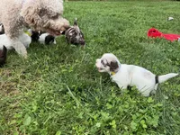 Choc Merle Parti boy (Silver), a male Yorkshire Terrier and Poodle - Toy  for sale in Patriot, OH – 8 of 10
