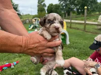 Choc Merle Tuxedo (pink), a female Yorkipoo and Havapoo for sale in Patriot, OH – 4 of 10