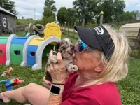 Choc Merle Tuxedo (orange), a female Yorkshire Terrier and Havapoo for sale in Patriot, OH – 3 of 10