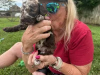 Choc Merle Tuxedo (yellow), a male Poodle - Miniature  for sale in Patriot, OH – 9 of 10