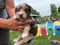 Choc Merle Tuxedo (orange), a female Yorkshire Terrier and Havapoo for sale in Patriot, OH – 5 of 10