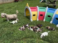 Choc Merle Parti boy (Yellow), a male Yorkshire Terrier and Poodle - Toy  for sale in Patriot, OH – 5 of 10