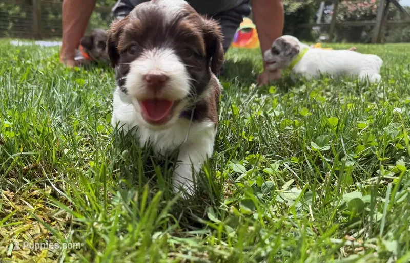Choc Parti boy (lime) – Yorkipoo, Havanese puppy for sale in Patriot, OH