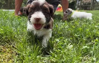 Choc Parti boy (lime), a male Yorkipoo and Havanese for sale in Patriot, OH – 1 of 10