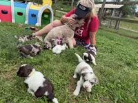 Choc Merle Tuxedo Boy (Dk green)), a male Yorkshire Terrier and Poodle - Toy  for sale in Patriot, OH – 5 of 10
