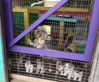 Chocolate Tuxedo (Blue), a male Yorkipoo and Havanese for sale in Patriot, OH – 3 of 10