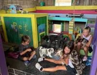 Chocolate Tuxedo (Blue), a male Yorkipoo and Havanese for sale in Patriot, OH – 2 of 10