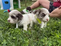 Choc Merle Parti boy (Silver), a male Yorkshire Terrier and Poodle - Toy  for sale in Patriot, OH – 6 of 10