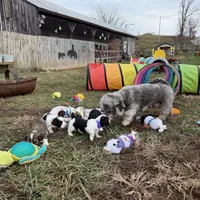 Blue Eyes Merle Parti boy, a male Yorkshire Terrier and Poodle - Toy  for sale in Patriot, OH – Photo 3 of 10