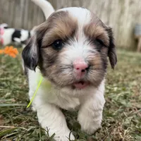 Blue Eyes Merle Parti boy, a male Yorkshire Terrier and Poodle - Toy  for sale in Patriot, OH – Photo 7 of 10