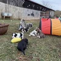 Blue Eyes Merle Parti boy, a male Yorkshire Terrier and Poodle - Toy  for sale in Patriot, OH – Photo 6 of 10