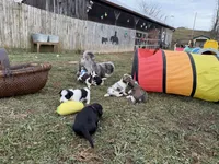 Blue Eyes Merle Parti boy, a male Yorkshire Terrier and Poodle - Toy  for sale in Patriot, OH – Photo 6 of 10