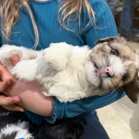 Blue Eyes Merle Parti boy, a male Yorkshire Terrier and Poodle - Toy  for sale in Patriot, OH – Photo 9 of 10