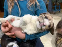 Blue Eyes Merle Parti boy, a male Yorkshire Terrier and Poodle - Toy  for sale in Patriot, OH – Photo 9 of 10