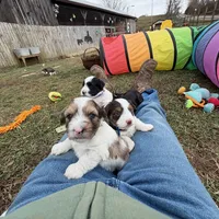 Blue Eyes Merle Parti boy, a male Yorkshire Terrier and Poodle - Toy  for sale in Patriot, OH – Photo 8 of 10