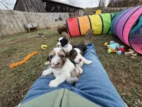 Blue Eyes Merle Parti boy, a male Yorkshire Terrier and Poodle - Toy  for sale in Patriot, OH – Photo 8 of 10