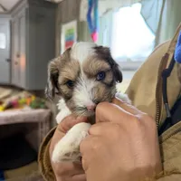 Blue Eyes Merle Parti boy, a male Yorkshire Terrier and Poodle - Toy  for sale in Patriot, OH – Photo 10 of 10