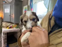 Blue Eyes Merle Parti boy, a male Yorkshire Terrier and Poodle - Toy  for sale in Patriot, OH – Photo 10 of 10