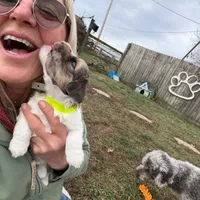 Blue Eyes Merle Parti boy, a male Yorkshire Terrier and Poodle - Toy  for sale in Patriot, OH – Photo 1 of 10