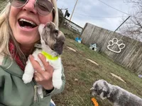 Blue Eyes Merle Parti boy, a male Yorkshire Terrier and Poodle - Toy  for sale in Patriot, OH – Photo 1 of 10