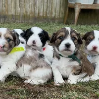 Blue Eyes Merle Parti boy, a male Yorkshire Terrier and Poodle - Toy  for sale in Patriot, OH – Photo 2 of 10