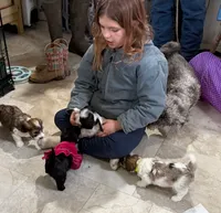 Blue Eyes Merle Parti boy, a male Yorkshire Terrier and Poodle - Toy  for sale in Patriot, OH – Photo 4 of 10