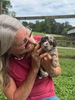 Choc/Tan Merle Tuxedo (blue), a male Poodle - Multi-Colored Standard and Poodle - Miniature  for sale in Patriot, OH – 5 of 10