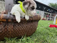 Choc Merle Parti boy (Yellow), a male Yorkshire Terrier and Poodle - Toy  for sale in Patriot, OH – 9 of 10