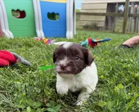 Choc Parti boy (lime), a male Yorkipoo and Havanese for sale in Patriot, OH – 9 of 10