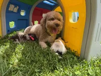 Choc Merle Tuxedo (red), a female Yorkipoo and Havanese for sale in Patriot, OH – 5 of 10