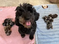 Choc/Tan Merle Tuxedo (blue), a male Poodle - Multi-Colored Standard and Poodle - Miniature  for sale in Patriot, OH – 2 of 10