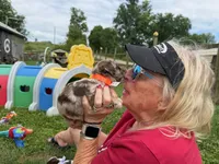 Choc Merle Tuxedo (orange), a female Yorkshire Terrier and Havapoo for sale in Patriot, OH – 10 of 10