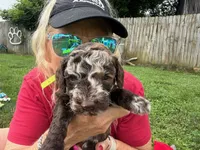Choc Merle Tuxedo (yellow), a male Poodle - Miniature  for sale in Patriot, OH – 2 of 10