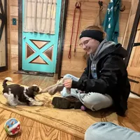 Choc&Tan Parti boy (Blue), a male Yorkshire Terrier and Poodle - Toy  for sale in Patriot, OH – Photo 1 of 10