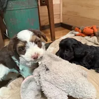 Choc&Tan Parti boy (Blue), a male Yorkshire Terrier and Poodle - Toy  for sale in Patriot, OH – Photo 4 of 10