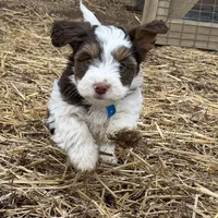 Choc&Tan Parti boy (Blue), a male Yorkshire Terrier and Poodle - Toy  for sale in Patriot, OH – Photo 5 of 10