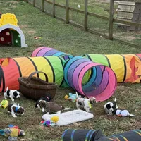 Choc&Tan Parti boy (Blue), a male Yorkshire Terrier and Poodle - Toy  for sale in Patriot, OH – Photo 7 of 10