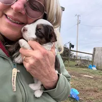 Choc&Tan Parti boy (Blue), a male Yorkshire Terrier and Poodle - Toy  for sale in Patriot, OH – Photo 10 of 10