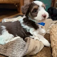Choc&Tan Parti boy (Blue), a male Yorkshire Terrier and Poodle - Toy  for sale in Patriot, OH – Photo 2 of 10
