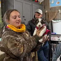 Choc&Tan Parti boy (Blue), a male Yorkshire Terrier and Poodle - Toy  for sale in Patriot, OH – Photo 6 of 10