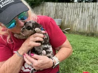 Choc/Tan Merle Tuxedo (blue), a male Poodle - Multi-Colored Standard and Poodle - Miniature  for sale in Patriot, OH – 7 of 10