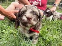 Choc Merle Tuxedo (red), a female Yorkipoo and Havanese for sale in Patriot, OH – 7 of 10