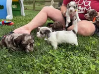 Choc Merle Parti boy (Silver), a male Yorkshire Terrier and Poodle - Toy  for sale in Patriot, OH – 7 of 10