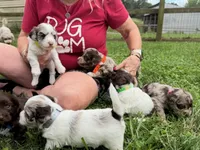 Choc Merle Tuxedo (orange), a female Yorkshire Terrier and Havapoo for sale in Patriot, OH – 4 of 10